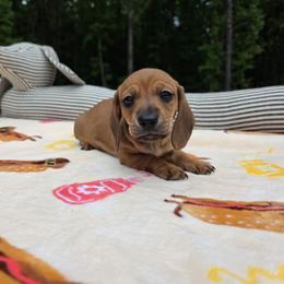 Shaded red boy - Red male Dachshund puppy in West Plains, Missouri from Spring Creek Dachshunds