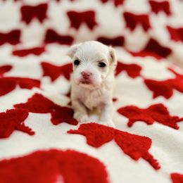 Holly - White female Maltese puppy in Homestead, Florida from Princess’s Maltese Palace