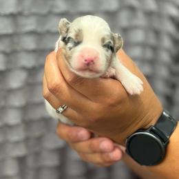 Blue girl - Blue merle female Miniature American Shepherd puppy in Osco, Illinois from Sonnenhügel Kennel, LLC