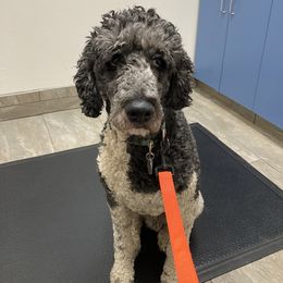 Aussiedoodle and Poodle Puppies from Aussiedoodles by Maggie
