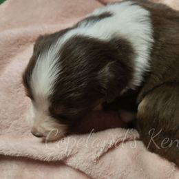 Australian Shepherd Puppies from Copeland's Kennels