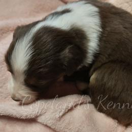Australian Shepherd Puppies from Copeland's Kennels