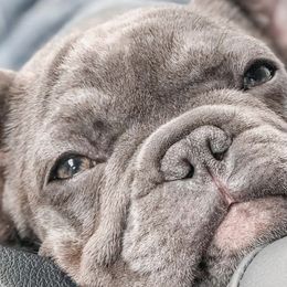 Australian Cattle Dogs and French Bulldogs from HM Kennels