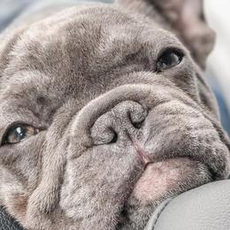 Australian Cattle Dogs and French Bulldogs from HM Kennels