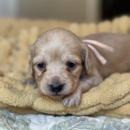 Opal - Cream female Dachshund puppy in Wharton County, Texas from Country Bumpkins