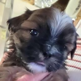 Boy 2 - Brindle male Shih Tzu puppy in Rockmart, Georgia from Sonya Garrett