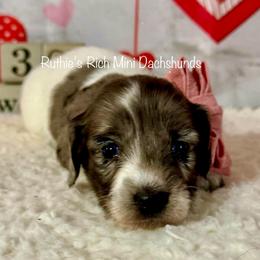 Girl one - Black and cream female Dachshund puppy in Lakeland, Florida from Ruthie’s Rich Mini Dachshunds