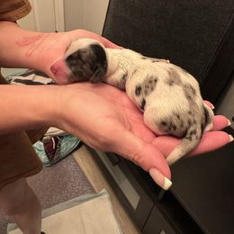 Boy 1 - Piebald male Dachshund puppy in Phoenix, Arizona from Jennifer's Guardian Doxies