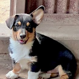 Turtle - Black and white male American Corgi puppy in Fort Worth, Texas from King of Hearts Corgis