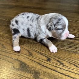 Girl 2 - Blue merle Australian Shepherd puppy in Chino, California from RanchLand Aussies HC