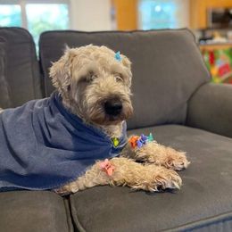 Sophie - Soft Coated Wheaten Terrier