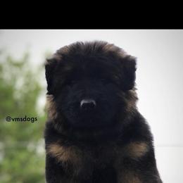 German Shepherd Puppies from VMS Shepherds