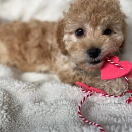 Cockapoo Puppies from Greenview Puppies