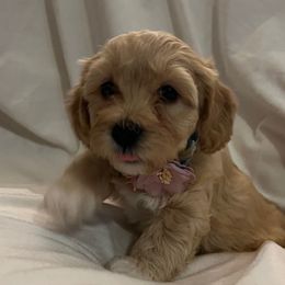 Purple girl - Red female Havanese puppy in Arlington, Washington from Havanese With Love Breeding Co.