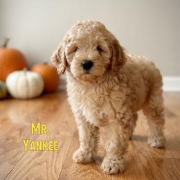 Mr. Yankee - Red  male Goldendoodle puppy in Sacramento, California from Dandy Doodles Goldendoodles