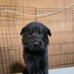Ragar - Red Collar Male - Black male German Shepherd puppy in Hawthorne, Florida from Lace's High Flying German Shepherds And Golden Retrievers