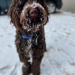 Labradoodle Puppies from I Love U Back Labradoodles