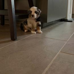 Marshall - Blue merle male Miniature Australian Shepherd puppy in Sweeny, Texas from Peach Creek Minis