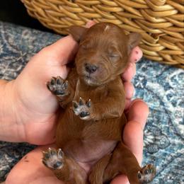 Duchess - Red  female Goldendoodle puppy in Wharton, Texas from Little Fur Friends