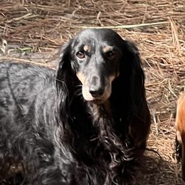 Dachshunds from Von Raab Dachshunds