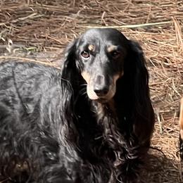 Dachshunds from Von Raab Dachshunds