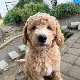 Pearl - Apricot female Goldendoodle puppy in Corvallis, Oregon from Rosie's Doodle Den