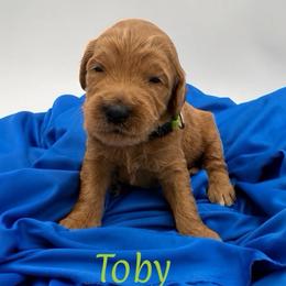 Toby - Apricot male Goldendoodle puppy in Willacoochee, Georgia from Kitandkboodle's Doodles