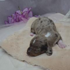 Flint - Dapple male Dachshund puppy in Arthur, Illinois from Dachs and Poms