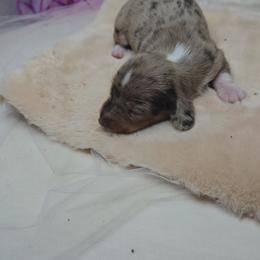 Flint - Dapple male Dachshund puppy in Arthur, Illinois from Dachs and Poms
