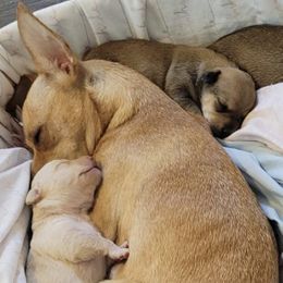 Chihuahuas from Red Sox Litter