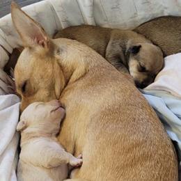 Chihuahuas from Red Sox Litter