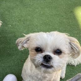 Shichons from Anodja's Shichons