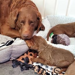Chesapeake Bay Retriever Puppies from Shore Acres Chesapeakes