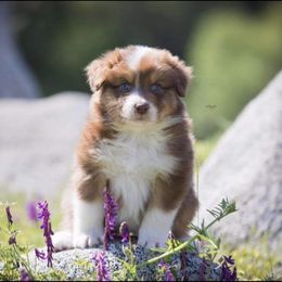 Australian Shepherd Puppies from Sweet Magnolia Aussies