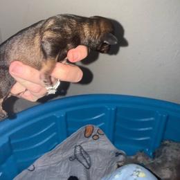 Brownie - Black and silver male Miniature Schnauzer puppy in Fort Worth, Texas from Sissy’s Schnauzers