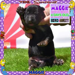 MAGGIE PURE SWEETNESS - Black and red female German Shepherd puppy in Murrieta, California from Diamond Oaks German Shepherds