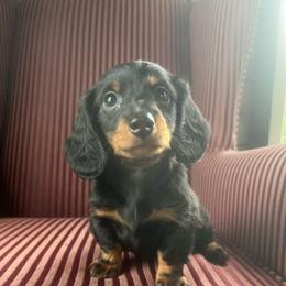 Winston - Black and tan male Dachshund puppy in Arthur, Illinois from Chupp’s Puppies
