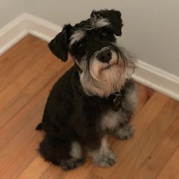 Lando - Miniature Schnauzer