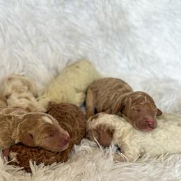 Goldendoodle Puppies from ZaraDoodles
