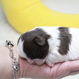 Shihpoo Puppies from 🧸 Teddies