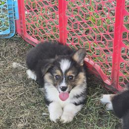American Corgi and Pembroke Welsh Corgi Puppies from Kates Corgis