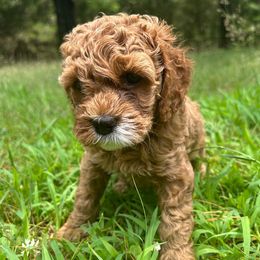 Cinderella - Red and white female Cockapoo puppy in Egg Harbor City, New Jersey from Grace Given Cockapoos (GGC)