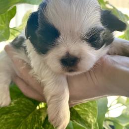 Shih Tzu Puppies from Willow Lane Shih Tzus