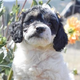 Azurite (AZ) - Black white and tan male Cockapoo puppy in Ellensburg, Washington from Dawn to Dusk Cockapoos