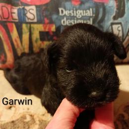 Garwin - Black male Miniature Schnauzer puppy in Midland, Texas from Shebbies Puppy Palace