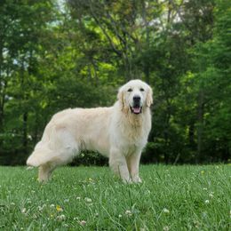 Bartolome 'Bart' - Light golden male Golden Retriever puppy in Pembroke, Virginia from Springhouse Farms