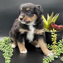 Vixen - Black tri-color female Australian Shepherd puppy in Thornton, Colorado from 303 Aussies