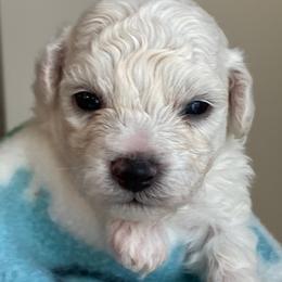 Puppy - White male Bichon Frise puppy in Greenville, South Carolina from Almaza Bichons