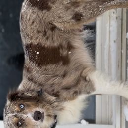 Miniature Australian Shepherds from Acton Aussies