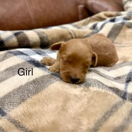 Girl 3 - Apricot female Goldendoodle puppy in Denison, Texas from Texoma Doodles